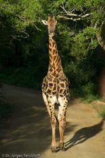 Giraffe (68 von 94).jpg